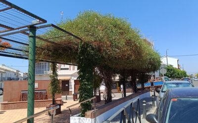 MEDIO AMBIENTE | LABORES DE JARDINERÍA EN LA PLAZA DE ANDALUCÍA