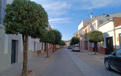 MEDIO AMBIENTE | CONTINUACIÓN CON LA PODA DE NARANJOS DE LA CALLE FUENSANTA Y CALLE LOPERA