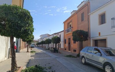 MEDIO AMBIENTE | CONTINUACIÓN CON LA PODA DE NARANJOS DE LA CALLE LOPERA