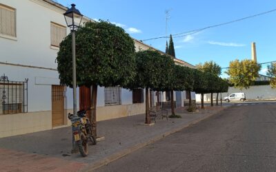 MEDIO AMBIENTE | CONTINUACIÓN CON LA PODA DE NARANJOS DE LA AVENIDA RAFAEL CASTRO Y CALLE MATÍAS PRATS