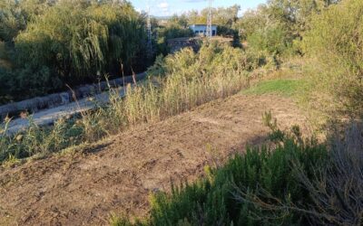 MEDIO AMBIENTE | LABORES DE DESBROCE Y LIMPIEZA DEL ENTORNO DE LAS ACEÑAS DEL GUADALQUIVIR