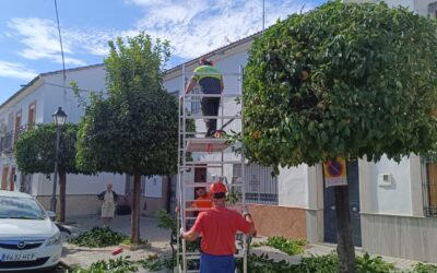 MEDIO AMBIENTE | CONTINUACIÓN CON LA PODA DE NARANJOS DE LA CALLE MATÍAS PRATS Y PASAJE SITUADO ENTRE LAS CALLES ANZARINO Y CERRO MORRIÓN