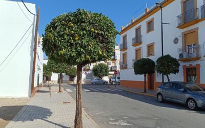 MEDIO AMBIENTE | CONTINUACIÓN CON LA PODA DE NARANJOS EN LA AVENIDA ANDALUCÍA