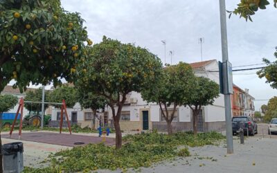 MEDIO AMBIENTE | CONTINUACIÓN CON LA PODA DE NARANJOS EN LA CALLE ORABUENA Y PLAZA «CANTAOR JOAQUÍN GARRIDO ·  PROHIBICIÓN DE ESTACIONAMIENTO EN LUGARES CERCANOS A NARANJOS EN CALLES CÓRDOBA Y ALMERÍA