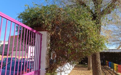 MEDIO AMBIENTE | LABORES DE JARDINERÍA EN LAS INSTALACIONES DE LA ESCUELA DE EDUCACIÓN INFANTIL «PEQUILANDIA»