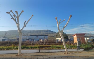 MEDIO AMBIENTE | LABORES DE PODA DE LA ARBOLEDA