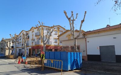 MEDIO AMBIENTE | CONTINUACIÓN CON LA PODA DE LA ARBOLEDA DE LA AVENIDA DE LOS LIRIOS