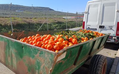 MEDIO AMBIENTE | CONTINÚA LA RECOGIDA DE NARANJA EN LAS CALLES Y PLAZAS DE VILLA DEL RÍO