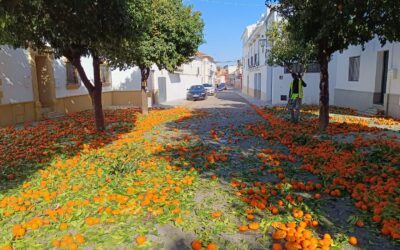 MEDIO AMBIENTE | CONTINÚA LA RECOGIDA DE NARANJA EN LAS CALLES Y PLAZAS DE VILLA DEL RÍO