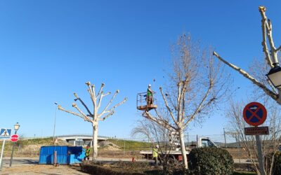 MEDIO AMBIENTE | LABORES DE JARDINERÍA: CONTINÚA LA PODA DE LOS ROSALES Y DE LA ARBOLEDA