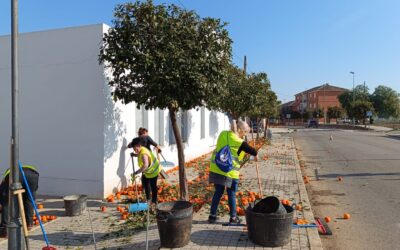 MEDIO AMBIENTE | RECOGIDA DE NARANJA EN LA BARRIADA DE LA ESTACIÓN