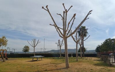 MEDIO AMBIENTE | LABORES DE PODA DE LA ARBOLEDA DEL PARQUE DE LA ÓLEUM