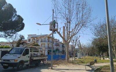 MEDIO AMBIENTE | CONTINUACIÓN CON LA PODA DE LA ARBOLEDA DE LA AVENIDA DE LOS LIRIOS